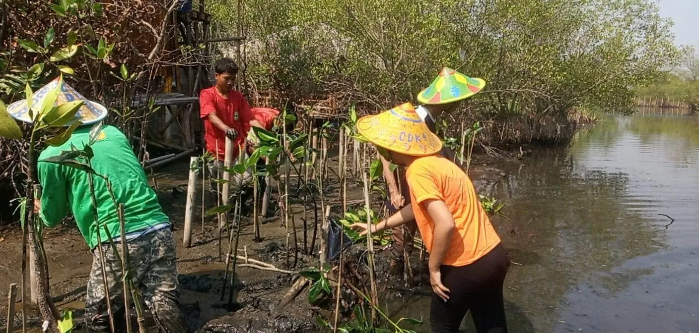 【寄付付きブランドTyche】インドネシアよりマングローブ植樹の報告が届きました！